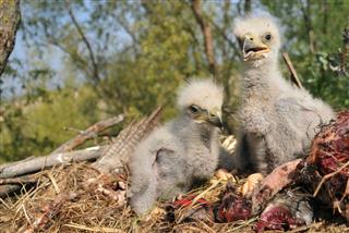 Young Eagle Chick In Nest