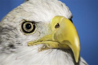 Close Up American Bald Eagle