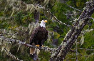 Bald Eagle British Columbia Canada
