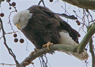 Bald Eagle Spots Prey