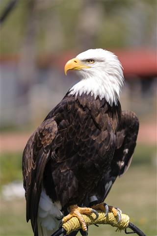 Bald Eagle Profile Perched