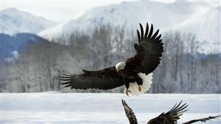 Bald Eagle Is Landing On Snow