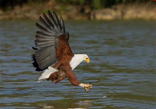 African Fish Eagle In Flight