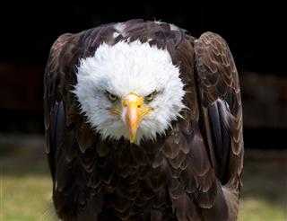 Beautiful North American Bald Eagle