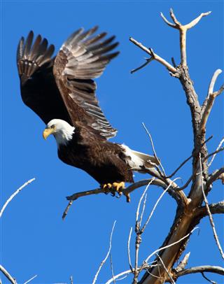 Bald Eagle Taking Flight