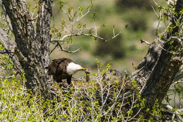 Bald Eagle Parent Feeding Young Eaglet
