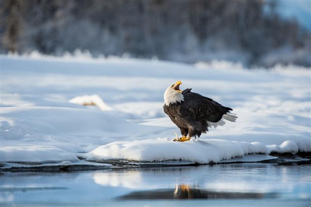 Shouting Bald Eagle on snow