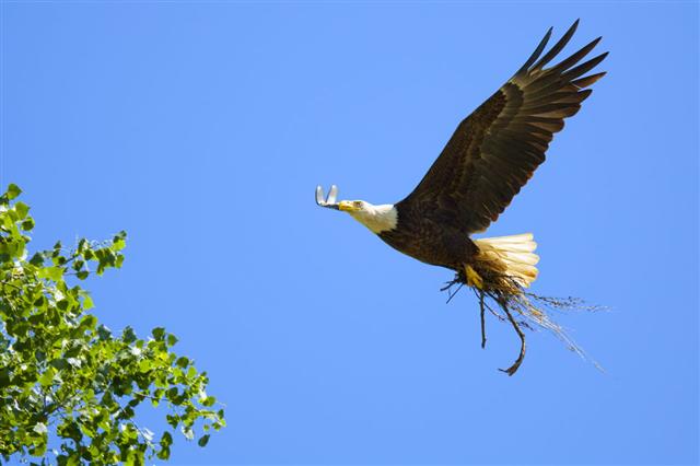 Bald Eagle Flying With Branches