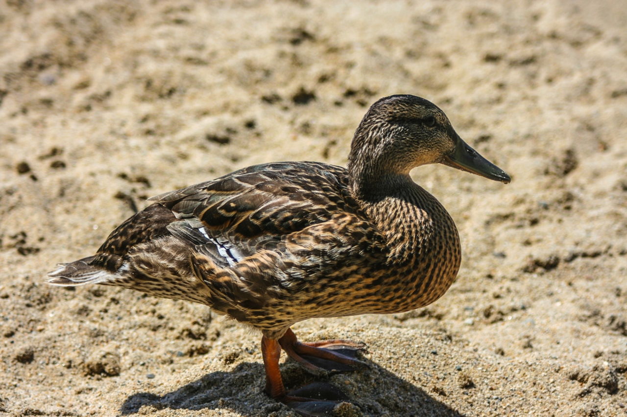 Duck Identification Guide All The Types Of Ducks With Pictures Bird Eden,Fettucini Pasta