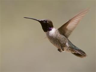 Black-chinned Hummingbird in flight