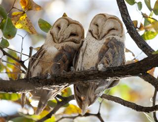 Barn owls on tree