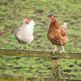 Chatting Chickens - Two Hens on a Wooden Fence
