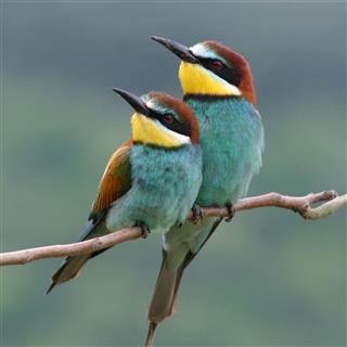 enamored - European bee-eaters (Merops apiaster)