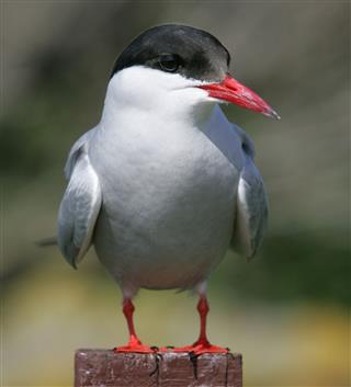 Arctic Tern sitting
