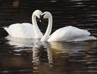 Trumpeter swans pair and heart shape
