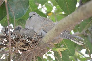 Affection of Mother - Ringneck Dove