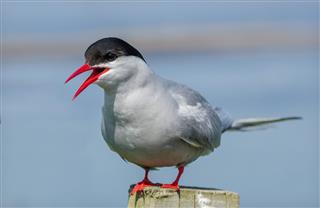 Arctic Tern beak