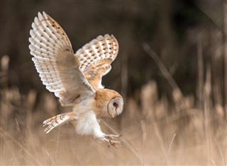 Beautiful Barn Owl, [Tyto Alba] in full flight