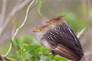 Guira Cuckoos perched in bush