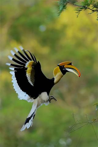 Hornbill in Sri Lanka