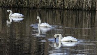 Three Swans Swimming