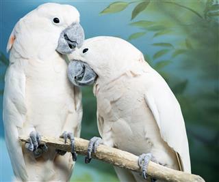 Two parrots sitting on a branch