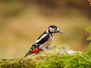 Great Spotted Woodpecker – Female