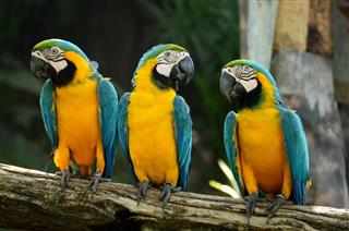 Three Parrots