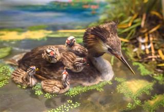 Stuffed Great Crested Grebe