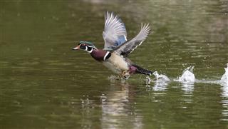 Wood Duck in flight, Aix Sponsa, male bird in spring