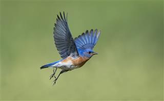 Eastern Bluebird, Sialia sialis, male bird in flight