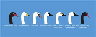 Set of swan head vector icons