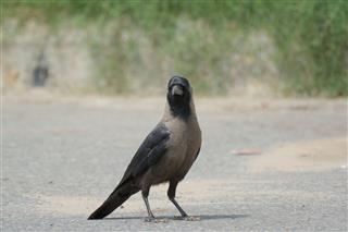 Indian Crow in alert