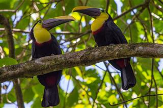 Two toucans