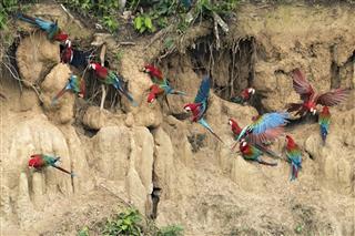 Red-and-Green Macaws Flying into a Clay Lick