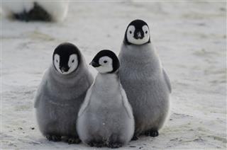 Three penguin chicks