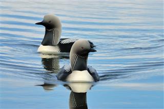Pacific Loons