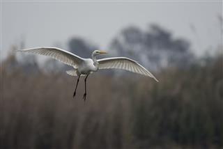 Great egret flying