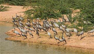 Graceful Demoiselle cranes in Rajasthan