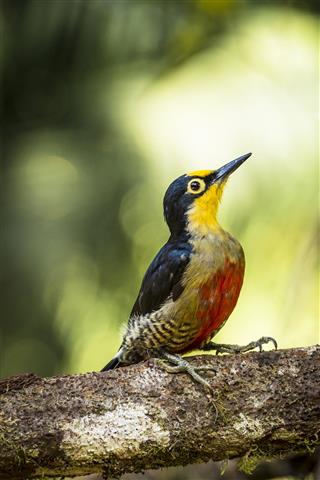 Yellow-fronted woodpecker (Melanerpes flavifrons)