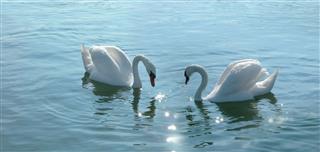 Romantic swans couple