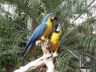 Lovers stand-off (Macaws)