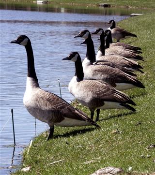 Geese in a Row
