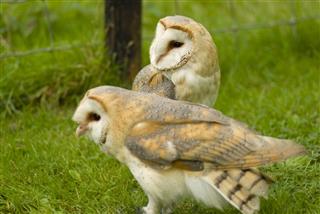 Barn Owls in garden