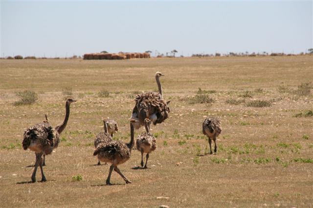 ostrich walking