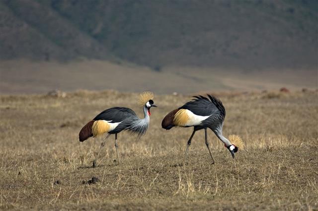 Animals gray crowned crane