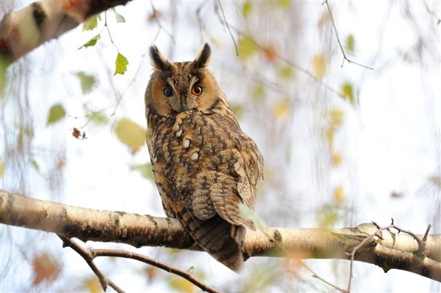 Long-eared owl with eyes wide open