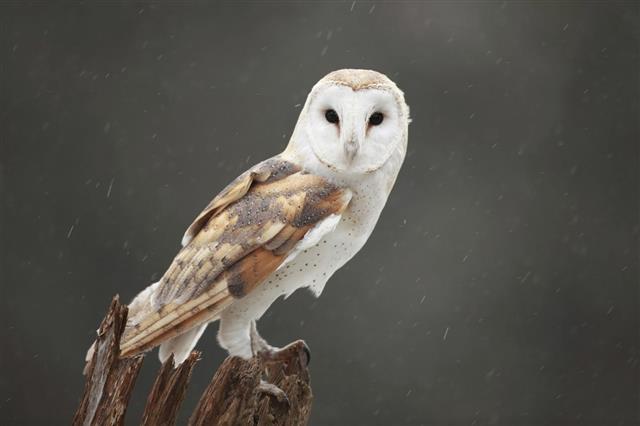 White barn owl