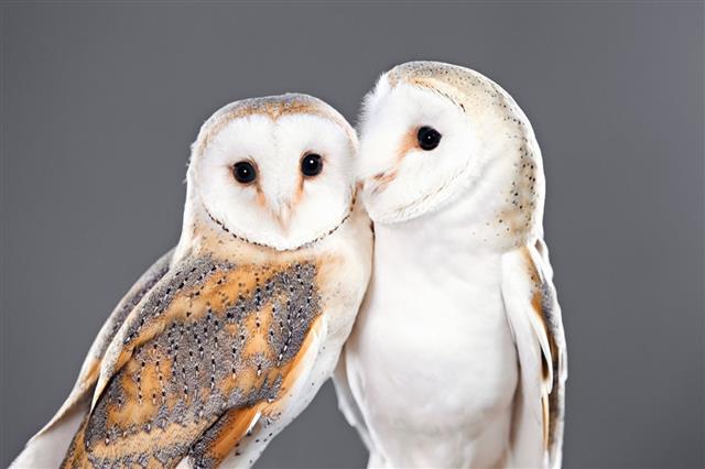 Barn Owls Pair