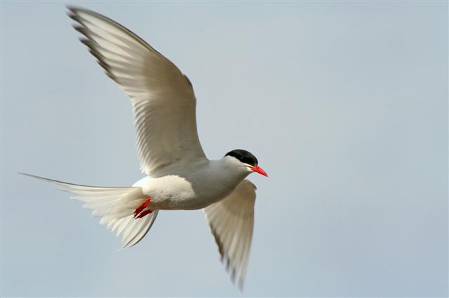 Flying artic tern